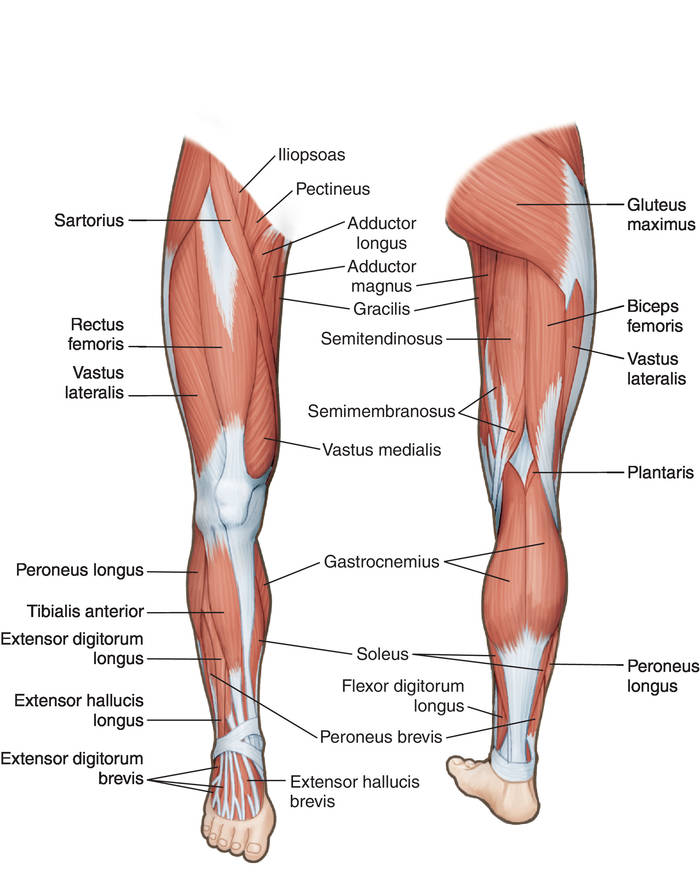 Muscle Study For Moeller Ism On The Foot Control Of Kick Drum Pedal S Works Of The Patrick Richardson