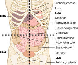 Abdominal quadrants | definition of abdominal quadrants by ...
