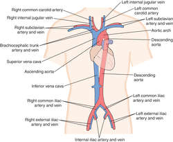 Aortic Palpation Definition Of Aortic Palpation By Medical