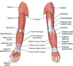 Give Right Arm Definition Of Give Right Arm By Medical Dictionary