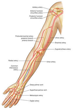 Brachial Artery Definition Of Brachial Artery By Medical Dictionary