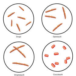 Bacterial fermentation | definition of bacterial fermentation by ...