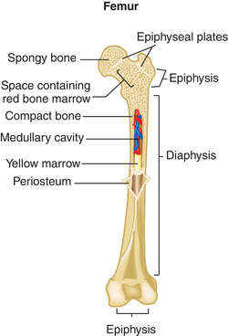 Long Bone Diagram Labeled / 6 3 Bone Structure Anatomy Physiology