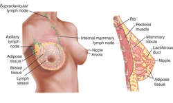 Breast - Definition, Meaning & Synonyms