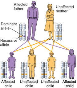 Dominant And Recessive Traits Meaning - Simple Dominance: Definition ...