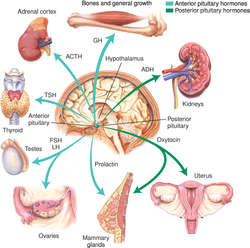 Skene's gland - Wikipedia