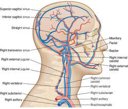 Diploic veins - Wikipedia