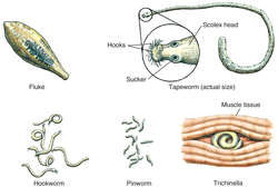 define helminths effect