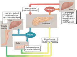 File:Insulin shock therapy.jpg - Wikipedia