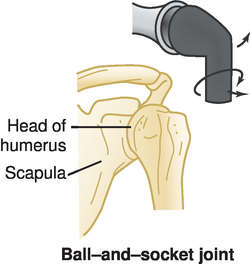 Condylar Joint Definition Of Condylar Joint By Medical Dictionary