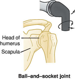 Lateral collateral ligament of ankle joint - Wikipedia