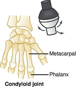 Radio Ulnar Joint Is Hinge Joint X Your Answer Saddle Joint Pivot Joint 4 Ball And Socket Joint