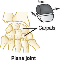 gliding joint examples