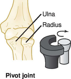 Pivot Joints In The Human Body