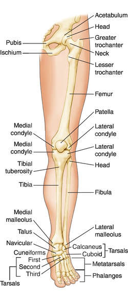 LEG definition and meaning  Collins English Dictionary