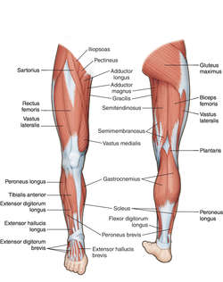 Leg Muscle Definition Of Leg Muscle By Medical Dictionary