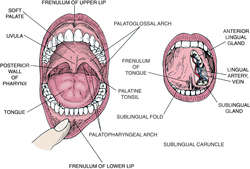 Mouth | definition of mouth by