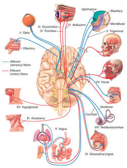 Sciatic nerve: MedlinePlus Medical Encyclopedia Image