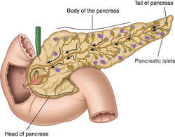 Exocrine Pancreas Definition Of Exocrine Pancreas By Medical Dictionary