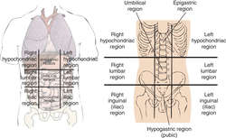 suprapubic area