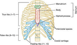 Ribcage: MedlinePlus Medical Encyclopedia Image