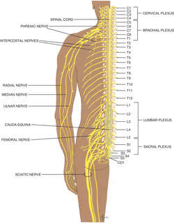 Sciatic nerve: MedlinePlus Medical Encyclopedia Image
