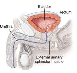 Guys, how often do you use the pee hole on the front of your