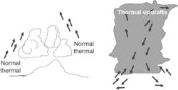 thermal updraft