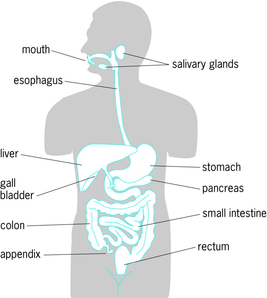 Human Digestive System Body Organs Diagram Digestive System Diagram ...