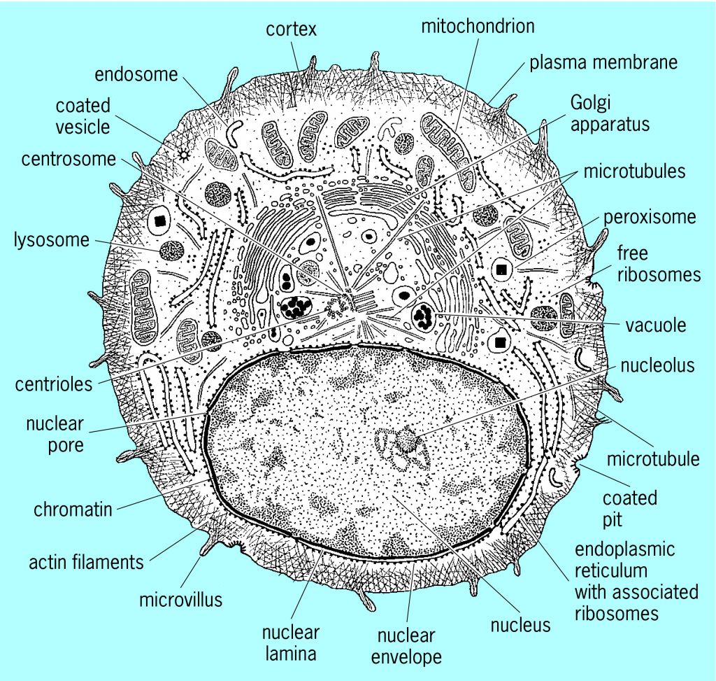 Full Size Picture Section Through An Animal Cell Showing The Major Components Visible Jpg