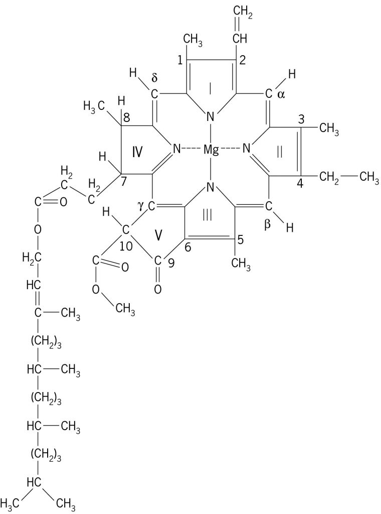 Хлорофилл химический состав. Строение молекулы хлорофилла. Хлорофилл формула. Хлорофилл формула химическая. Хлорофилл формула химическая структура.