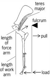 A typical vertebrate lever system