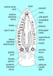 Platyhelminthes structura nutritivă. Diferența dintre Coelenterates și Platyhelminthes