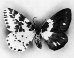 Bilateral gynandromorphism in the moth Abraxas grossulariata 