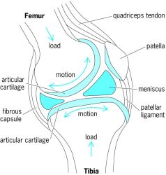 Cross section of the human knee showing its major components