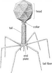 Diagram of a T4 bacteriophage