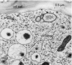 Vacuole | Article about vacuole by The Free Dictionary