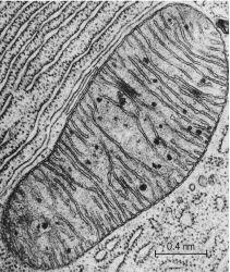 Electron micrograph of a thin section through the pancreas of a bat, showing a typical mitochondrion in profile