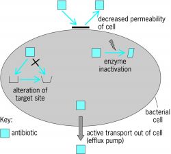 Four common mechanisms of antibiotics resistance