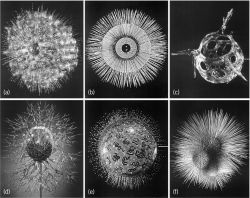 Glass models of marine Protozoa