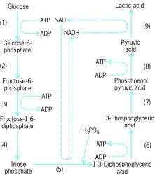 Carbohydrate Metabolism Article About Carbohydrate - 