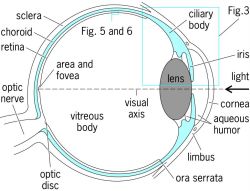Horizontal section through human eye