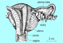 Human uterus and associated structures