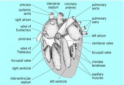 Internal structure of four-chambered mammalian heart, ventral view