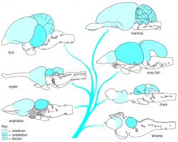 Lateral views of several vertebrate brains showing evolutionary relationships