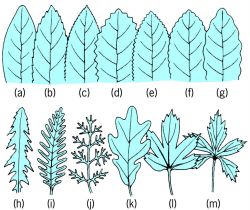 Leaf margins of various types