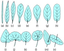 Leaf shapes