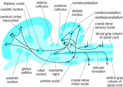Mammalian brain in sagittal section