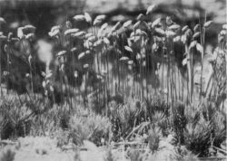 Moss plant, Polytrichum juniperinum