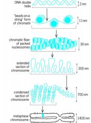 Organization of DNA into chromosomes